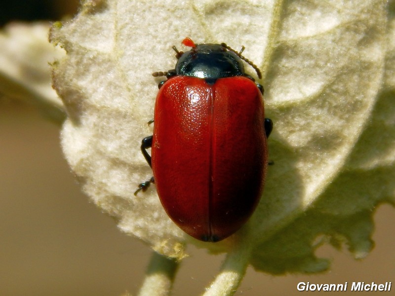 Chrysomela populi